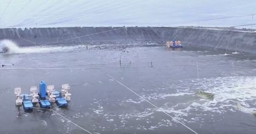 每個企業都是防疫網格 復工復產雙勝利丨惠東水產品觸網，助力走出滯銷困境